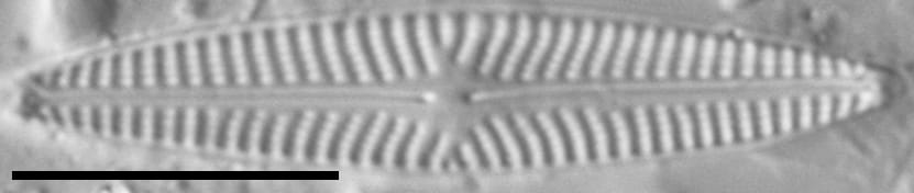 Navicula cryptotenella LM7