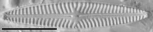 Navicula cryptotenella LM7