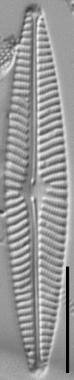 Navicula cryptotenella LM8