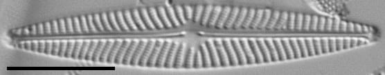 Navicula cryptotenella LM8