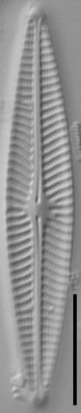 Navicula cryptotenella LM9