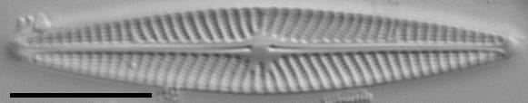 Navicula cryptotenella LM9