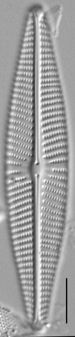 Navicula Peregrinopsis LM2