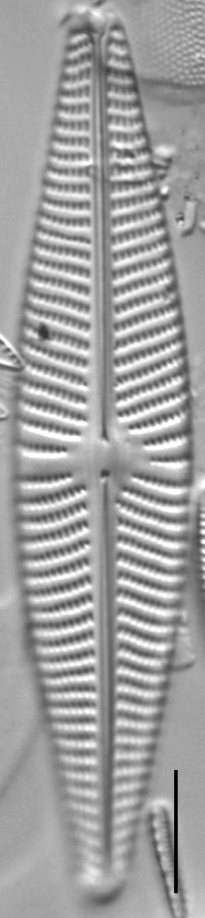 Navicula Peregrinopsis LM5