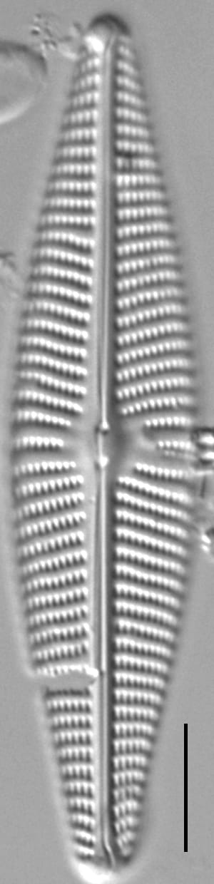 Navicula Peregrinopsis LM9