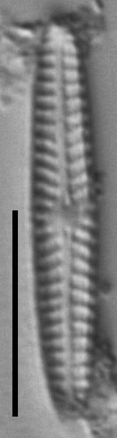 Navicula Pseudotenelloides ANSP GC8119 B 008
