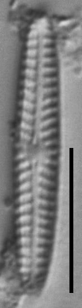 Navicula pseudotenelloides LM7