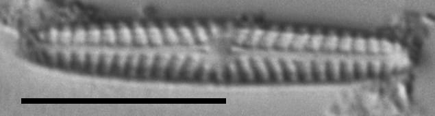 Navicula pseudotenelloides LM7