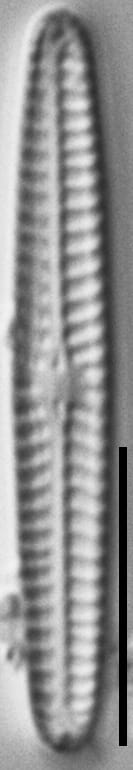 Navicula pseudotenelloides LM1