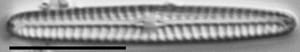 Navicula pseudotenelloides LM1