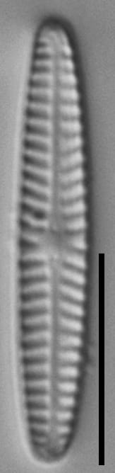 Navicula pseudotenelloides LM2