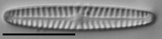 Navicula pseudotenelloides LM2
