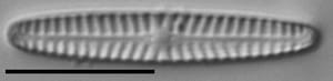 Navicula pseudotenelloides LM2