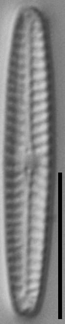 Navicula pseudotenelloides LM3