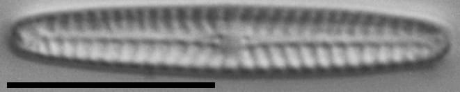 Navicula pseudotenelloides LM3