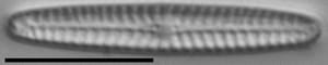 Navicula pseudotenelloides LM3
