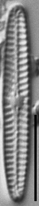 Navicula pseudotenelloides LM4