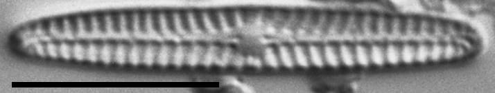 Navicula pseudotenelloides LM4