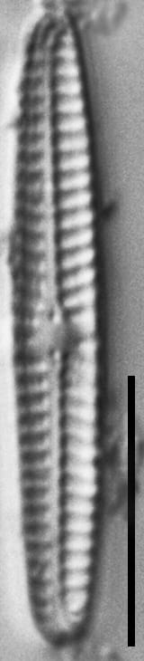 Navicula pseudotenelloides LM5