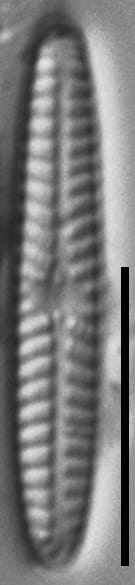 Navicula pseudotenelloides LM6