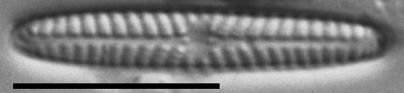 Navicula pseudotenelloides LM6