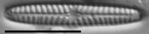 Navicula pseudotenelloides LM6