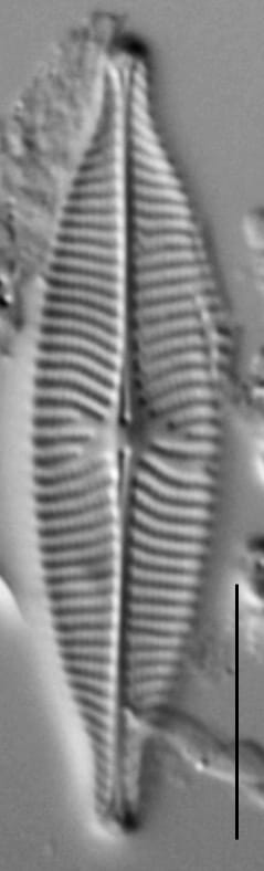 Navicula capitatoradiata LM4