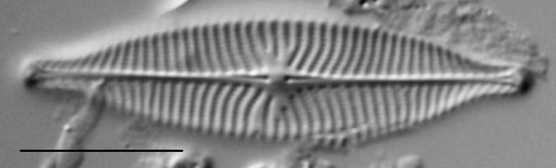 Navicula capitatoradiata LM4