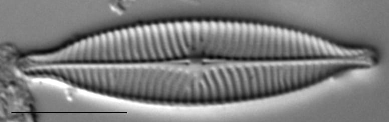 Navicula capitatoradiata LM3