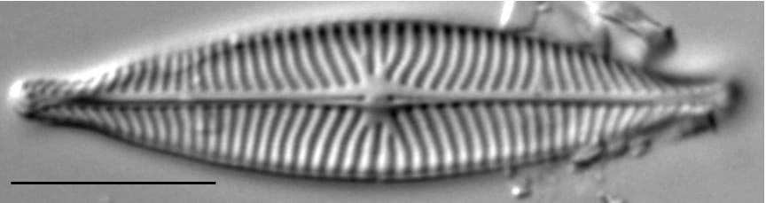 Navicula capitatoradiata LM1