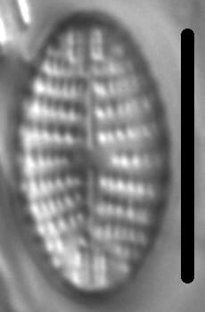 Navicula cascadensis LM6