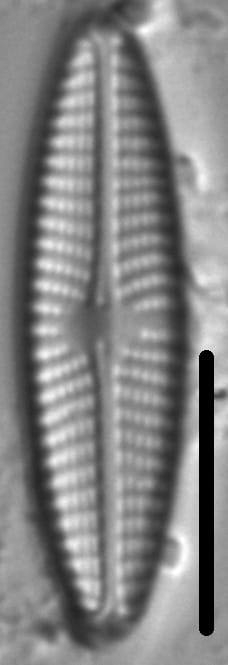 Navicula eidrigiana LM7
