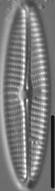 Navicula eidrigiana LM6