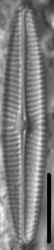 Navicula eidrigiana LM5