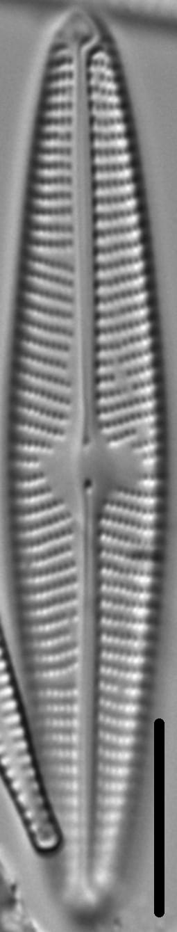 Navicula eidrigiana LM4