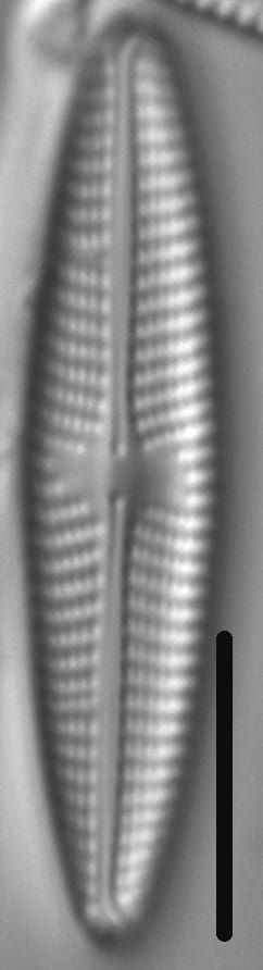 Navicula eidrigiana LM3
