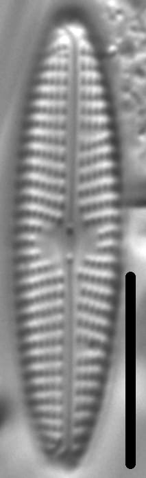 Navicula eidrigiana LM2