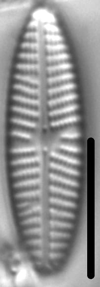 Navicula eidrigiana LM1
