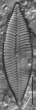Navicula elsoniana LM4