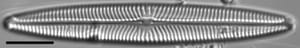 Navicula margalithii LM6