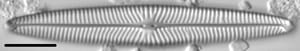 Navicula margalithii LM5