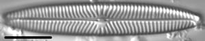 Navicula margalithii LM4
