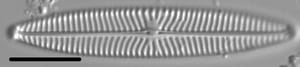 Navicula margalithii LM3