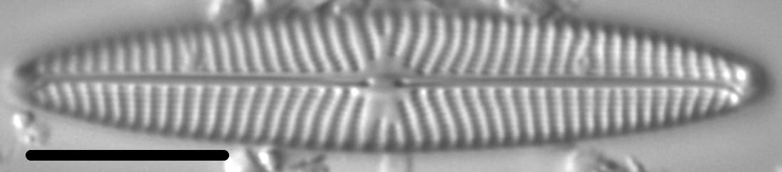 Navicula margalithii LM2