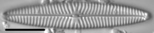 Navicula margalithii LM2