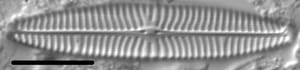 Navicula margalithii LM1