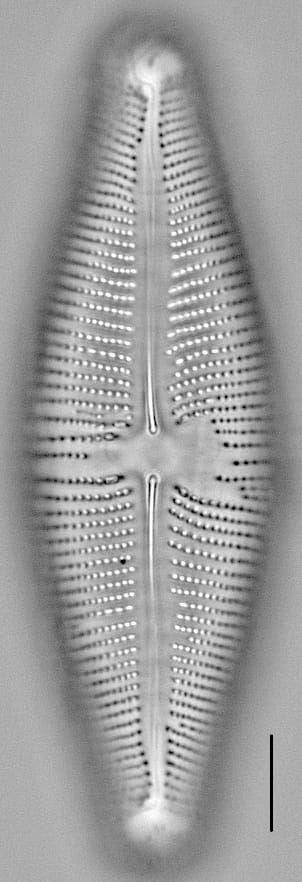Navicula nunivakiana LM7