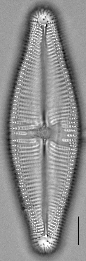 Navicula nunivakiana LM6