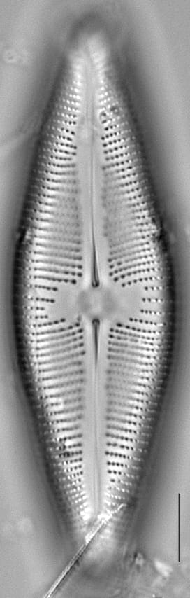 Navicula nunivakiana LM5