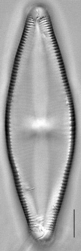 Navicula nunivakiana LM4
